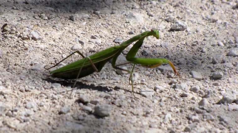 Nous observons une mante religieuse qui traverse notre chemin (photo de Serge)