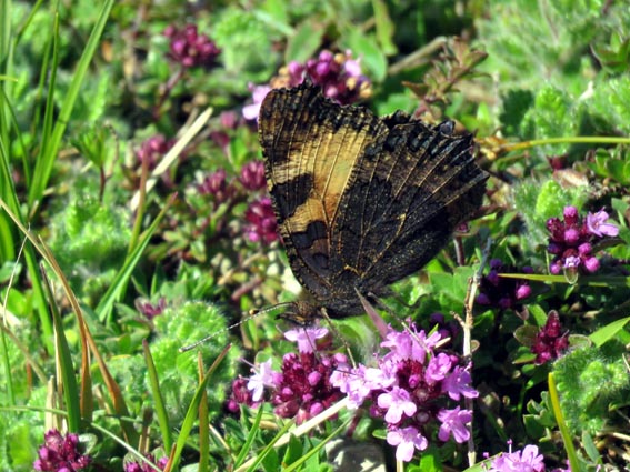 "Petite tortue" avec les ailes fermes.