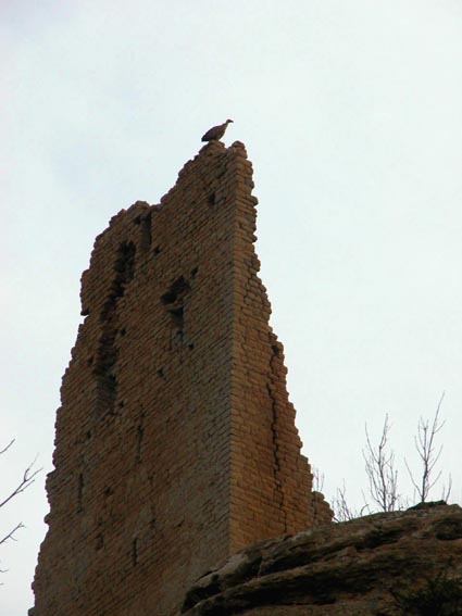 Vautour au sommet des ruines du château.