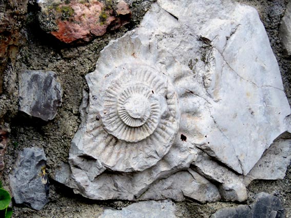 Une ammonite devant le gîte éponyme