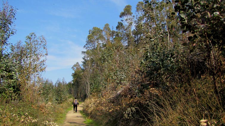 Le chemin de gauche qui pénètre dans une plantation d'Eucalyptus.