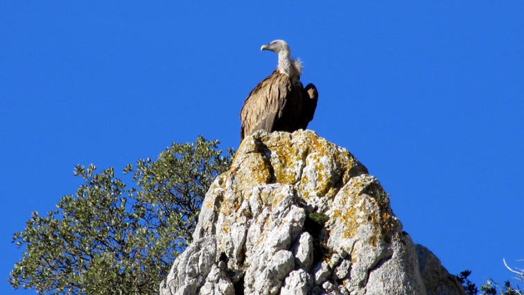 Un vautour est posé sur un éperon rocheux