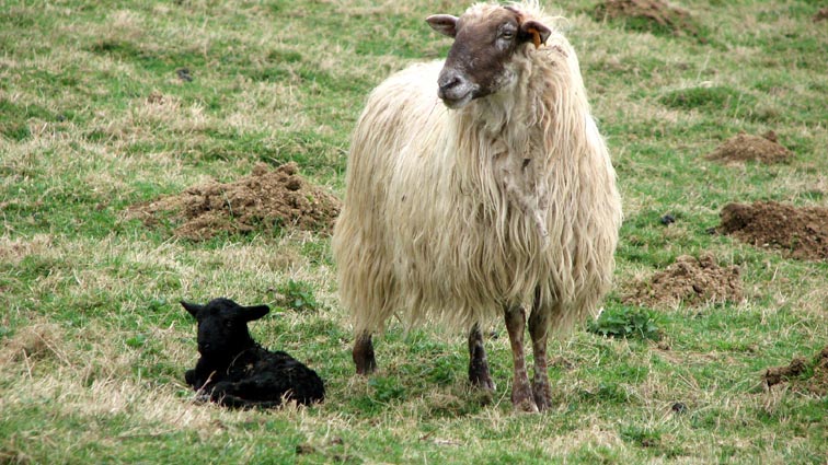 Petit agneau noir aux pieds de sa mère.