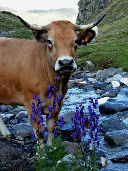 Une vache devant un bouquet d'Aconit Napel...