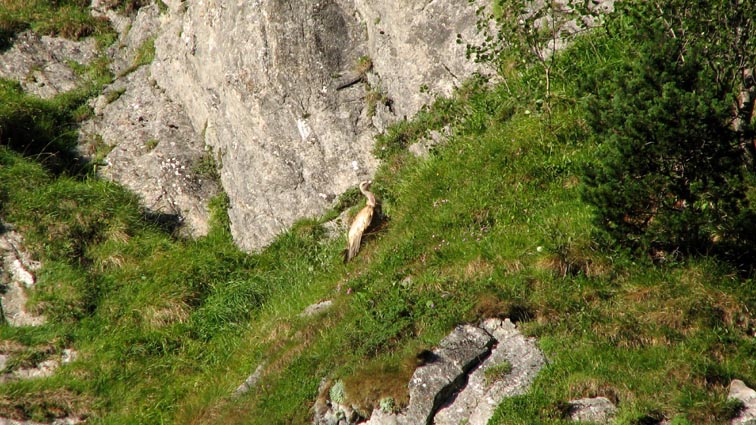Un vautour isolé est posé sur une vire herbeuse.