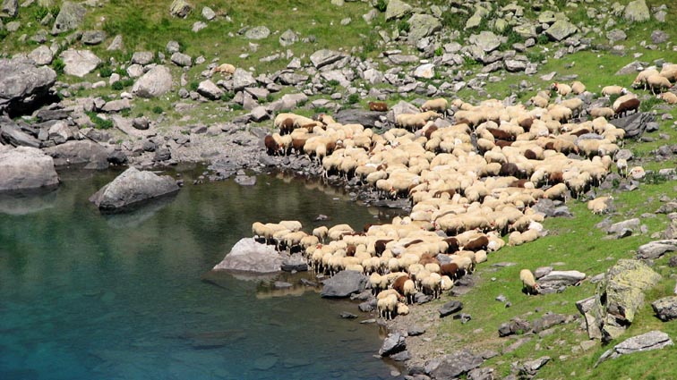 Troupeau de moutons au bord du lac Noir.