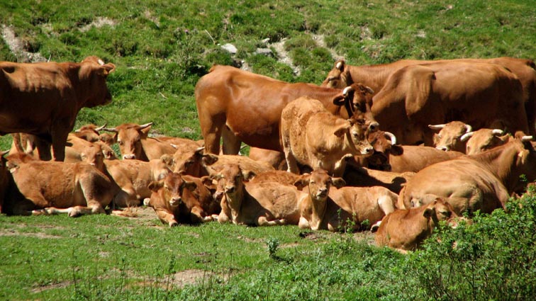 Superbe troupeau de vaches, juste avant d'arriver à Cambasque.