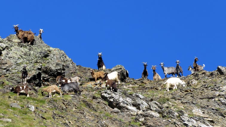 Nous sommes accueillis par un troupeau de chèvres au niveau de la ligne de crête.