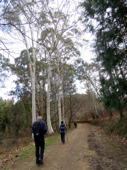 Passage sous les eucalyptus