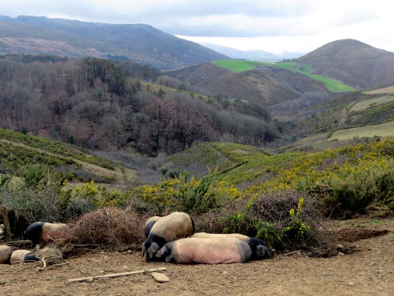 Porcs pie noir du Pays Basque