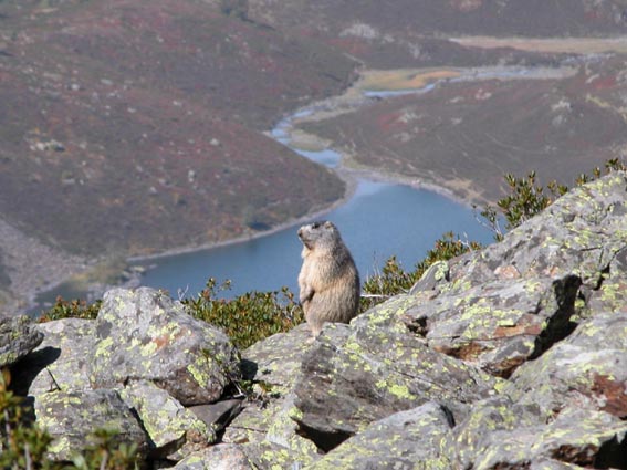 Marmotte avec le lac d'Isaby en arrière plan.