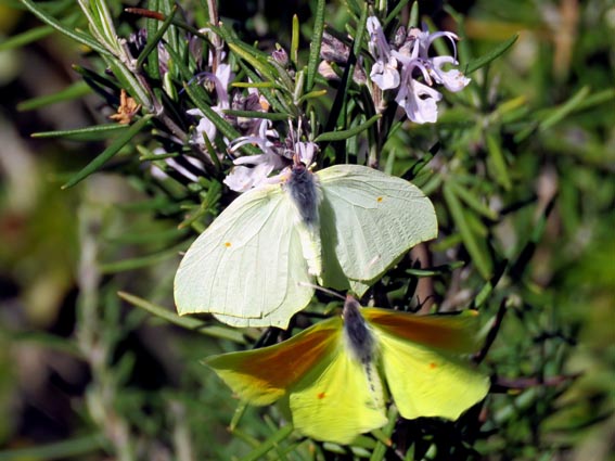 Gonepteryx cleopatra (Citron de provence)