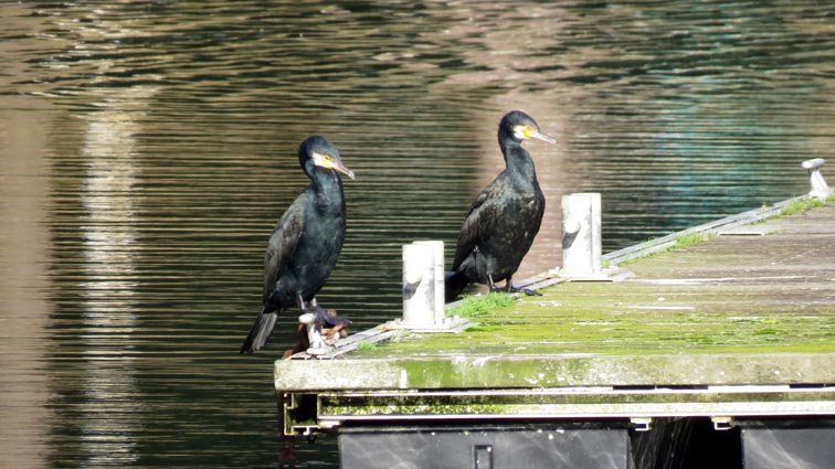 Grands cormorans