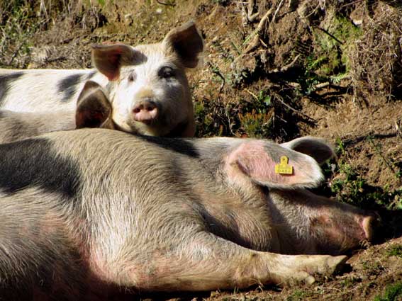 Famille de porcs basques