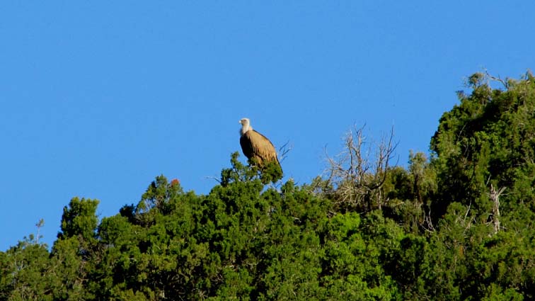 Nous sommes très étonnés de voir un vautour perché sur un arbre!
