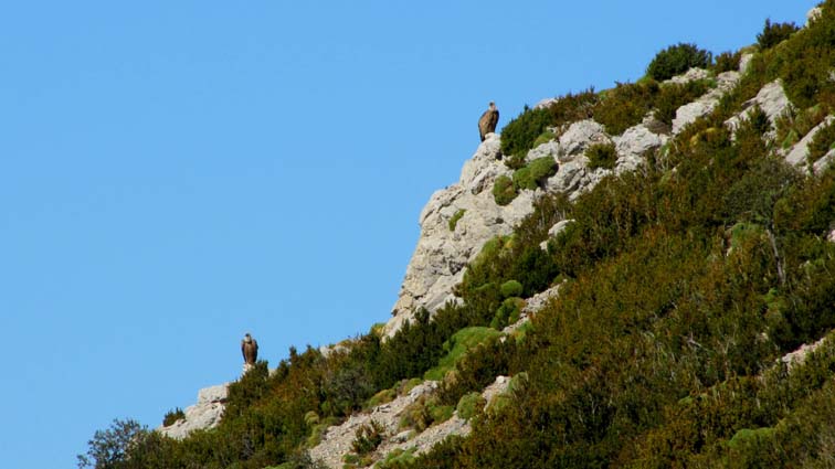 Deux vautours posés sur des arêtes rocheuses.