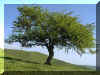 Aub�pine.
