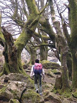 Christiane monte sous des arbres sculaires, juste en dessous du sommet du Mondarrain.