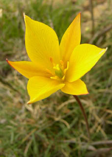 C'est pour retrouver cette fleur: la Tulipe australe, que nous sommes venu faire cette randonne en Aragon...