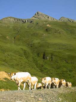 Les vaches arrivent au terme de leur transhumance; derrière: le Pic d'Orhy.