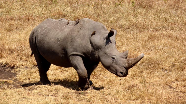 Aire de conservation du Ngorongoro