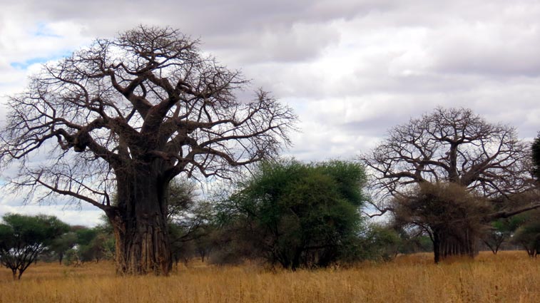 Parc National du Tarangire