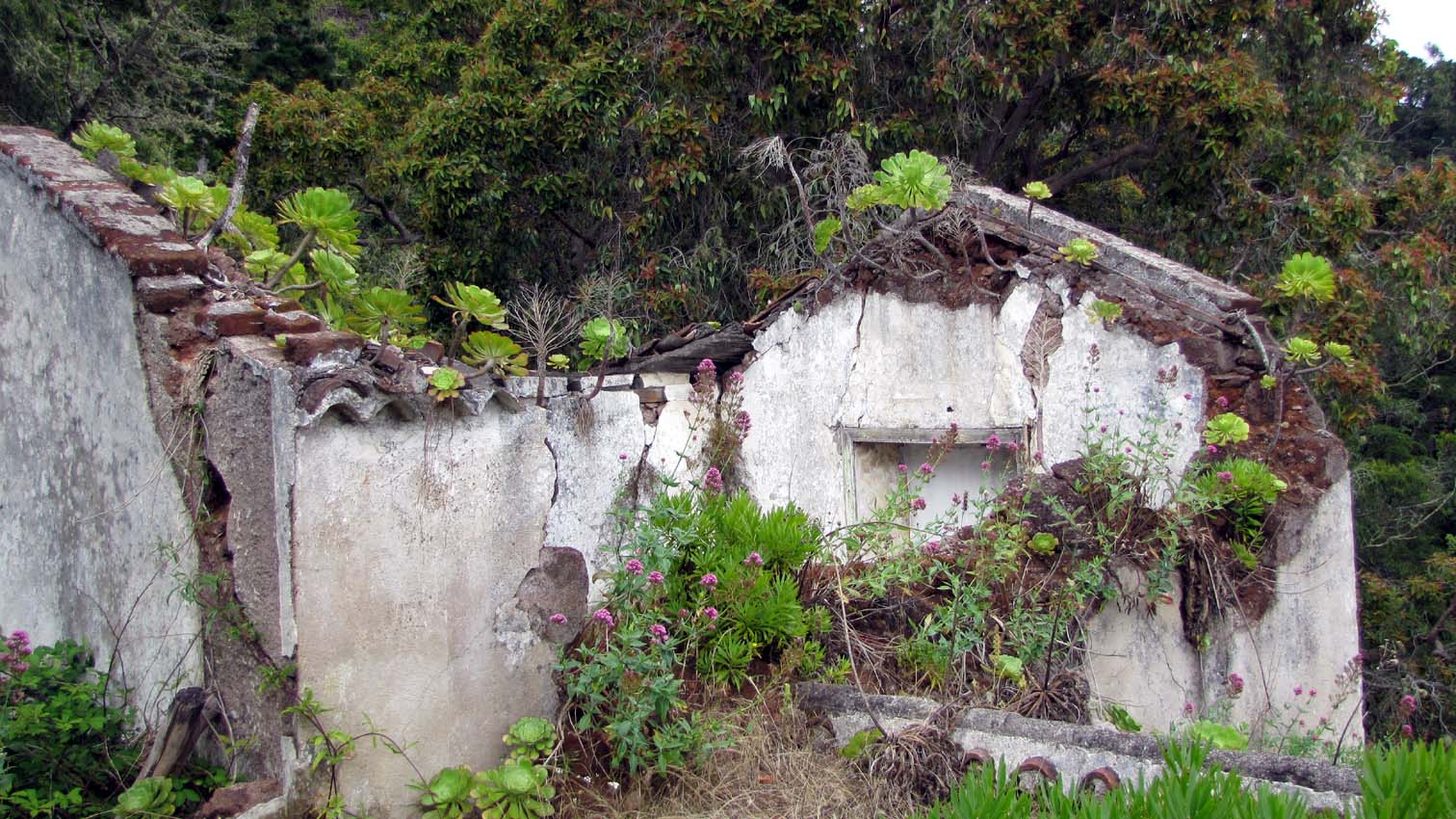 Des constructions abandonnées, envahies par la végétation