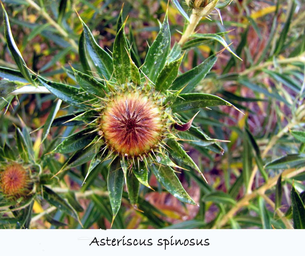 Asteriscus spinosa