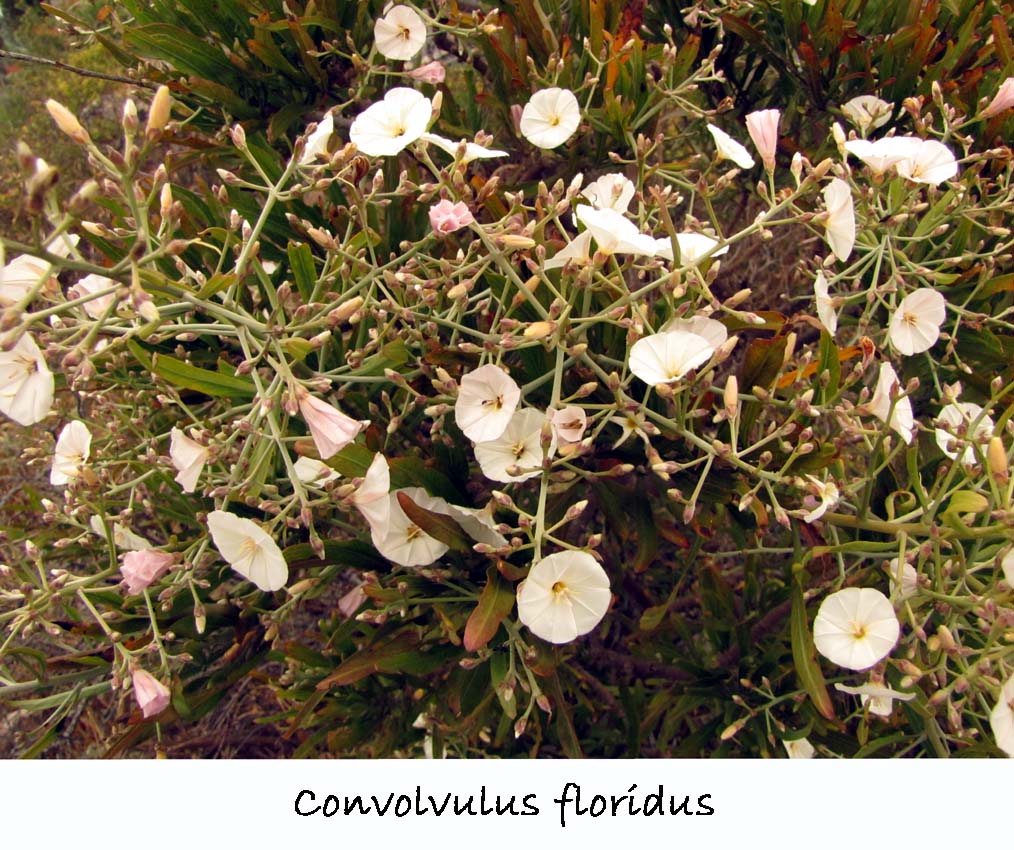 Convolvulus floridus