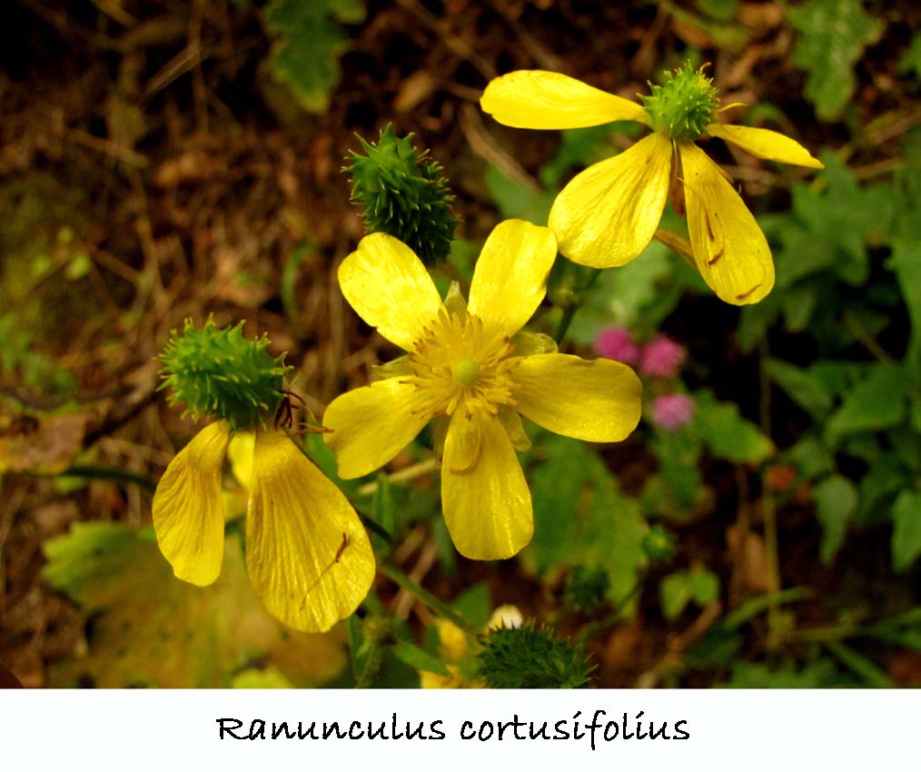 Ranunculus cortusifolius