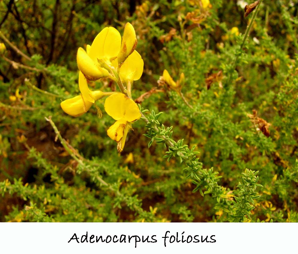 Adenocarpus foliosus