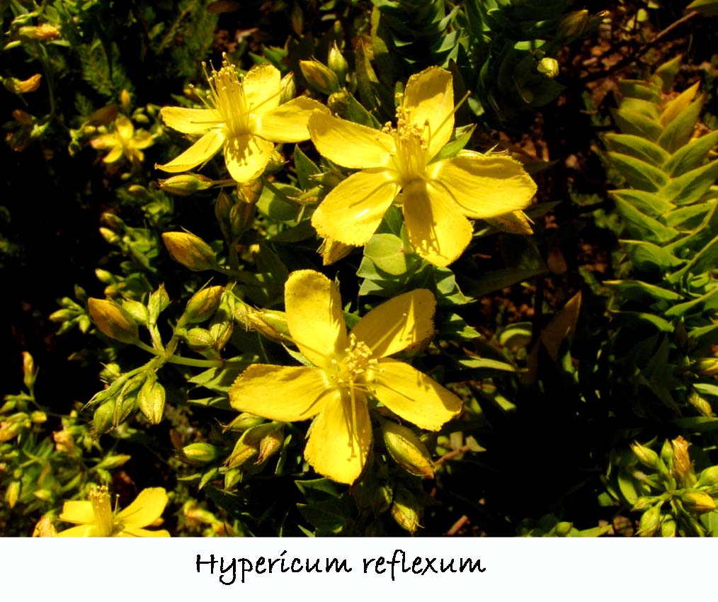 Hypericum reflexum