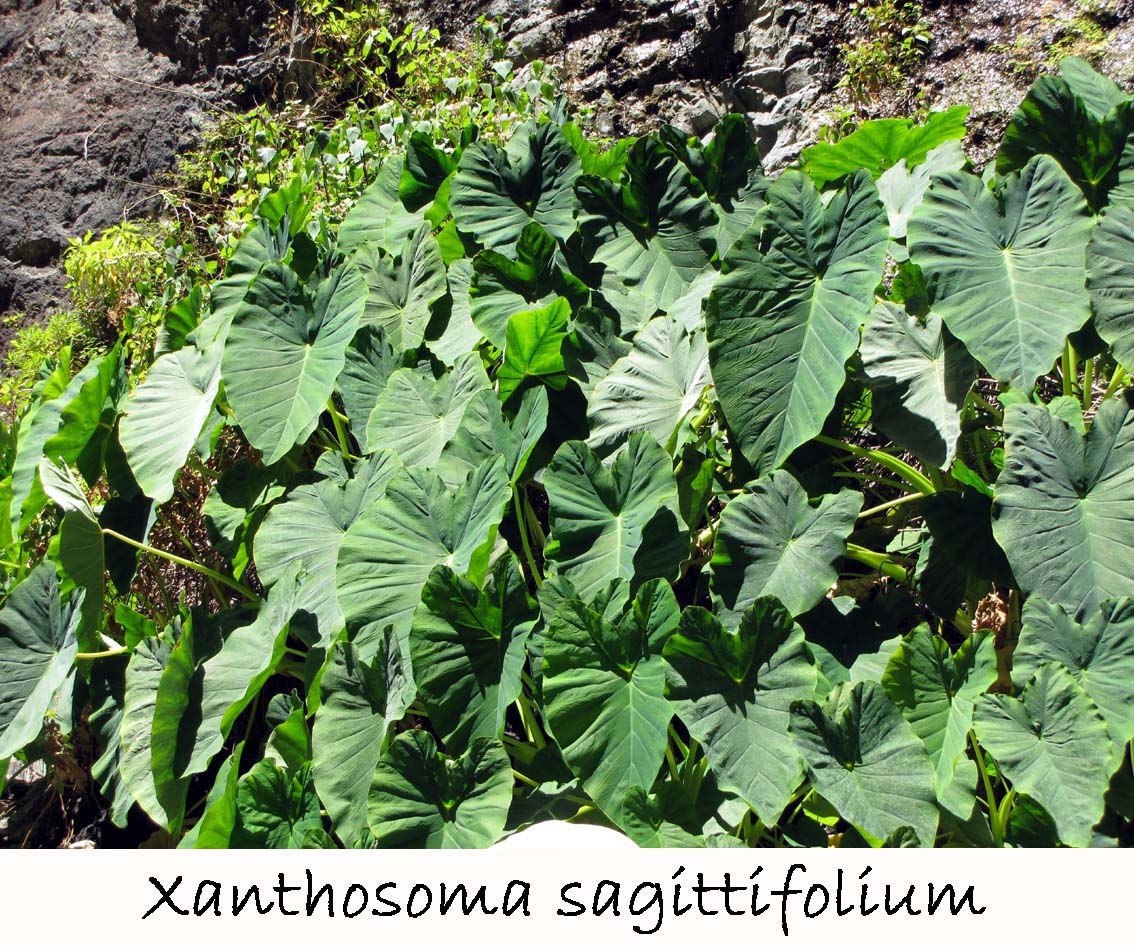 Xanthosoma sagittifolium