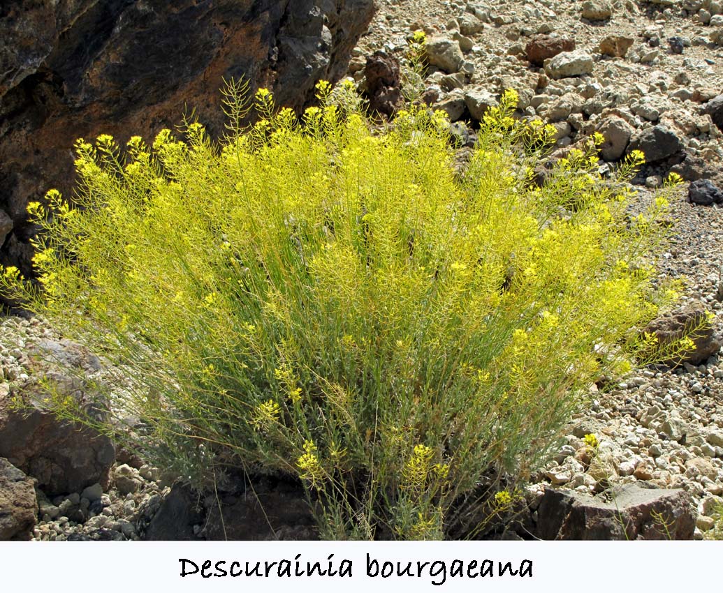 Descurainia bourgaeana