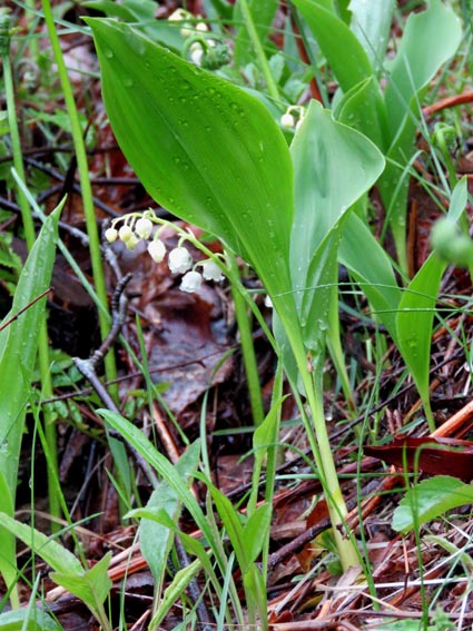 Muguet