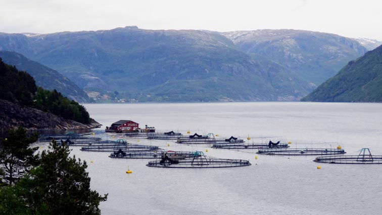 Ferme aquacole au hauteur de Vindsvik