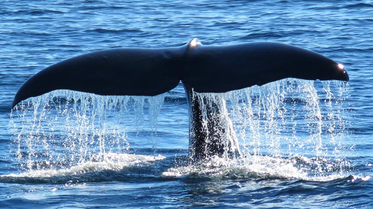Safari baleines à Andenes
