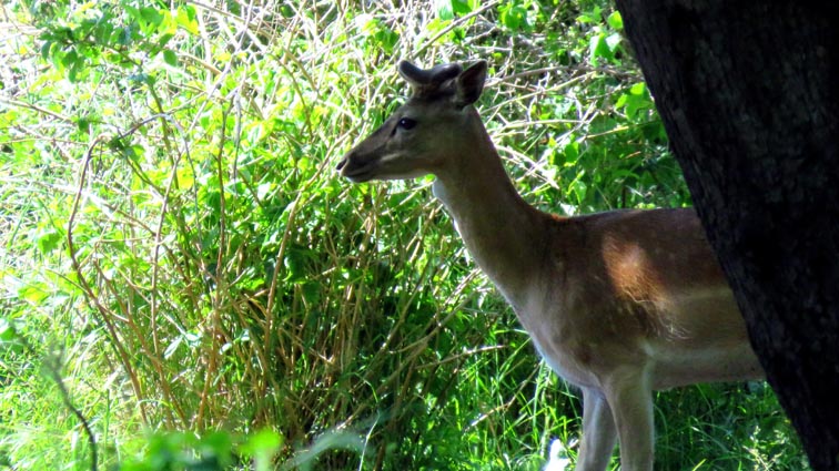 Un daim que nous croisons dans le sous-bois